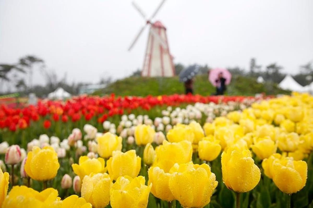 from-seoul-taean-tulip-festival-strawberry-picking-day-tour_1